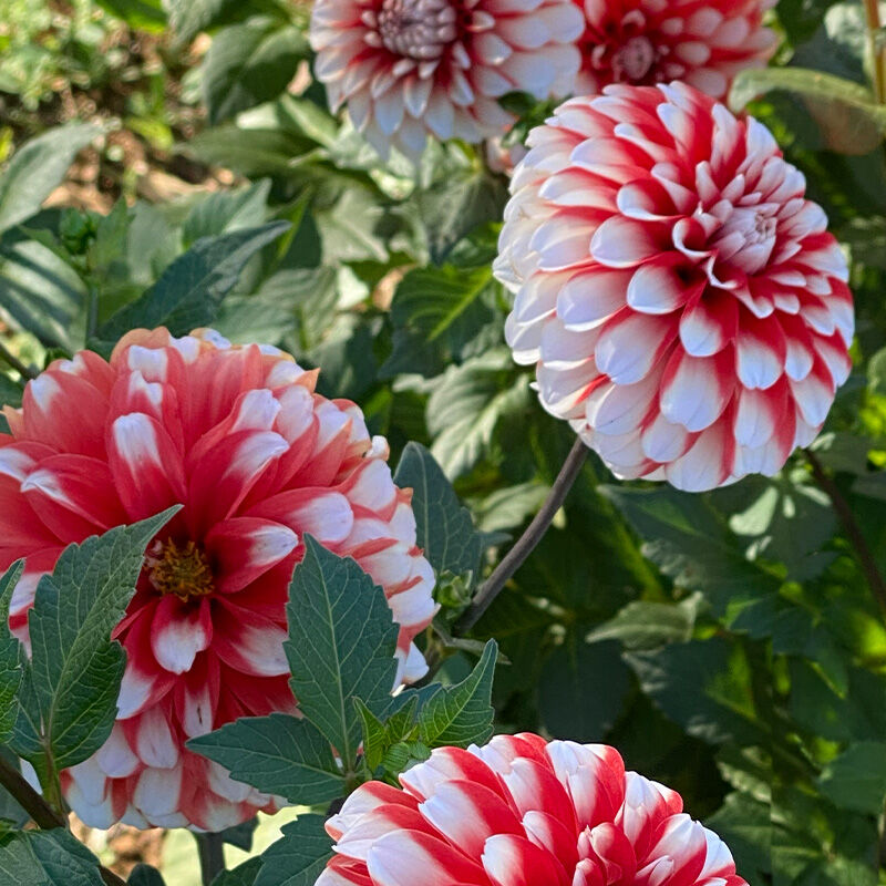 Dahlia Growing Guide