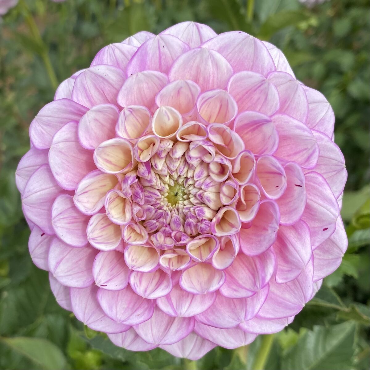 Vintage Wine Dahlia