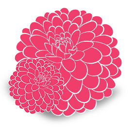 Ellenfarm Dahlias