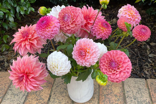 About Ellenfarm Dahlias