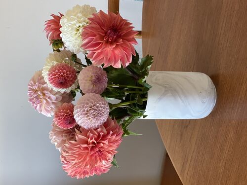 Dahlia Growing Guide - Ellenfarm Dahlias