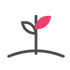 8+ Years Experience - Ellenfame Dahlias