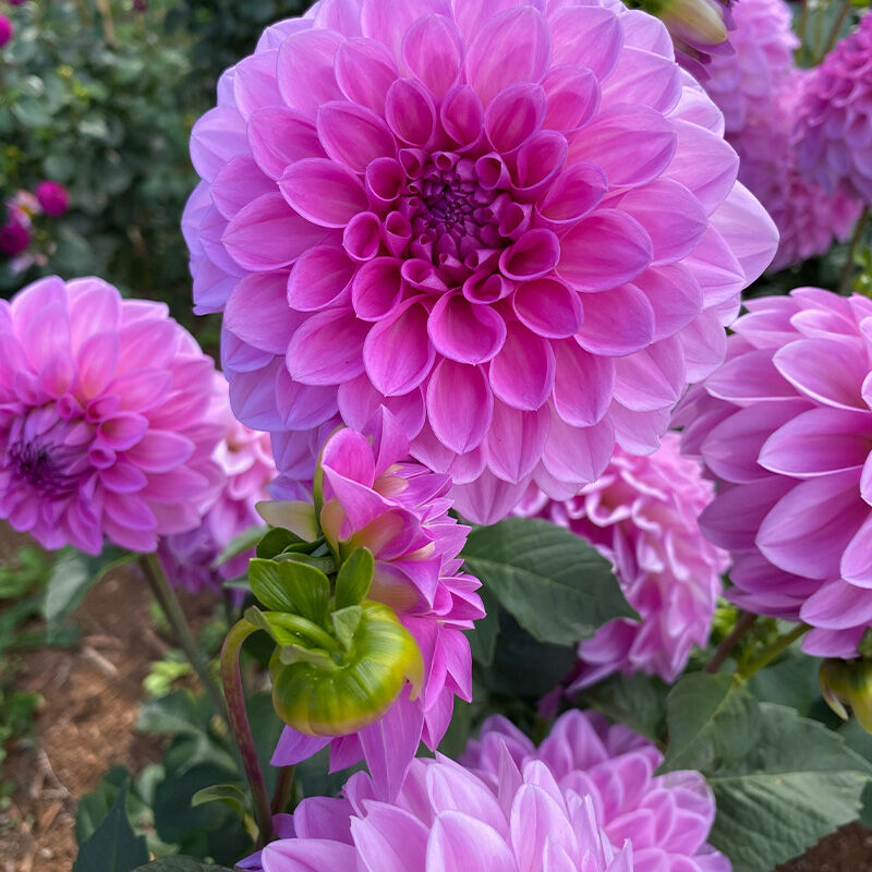 Ellenfarm Dahlias