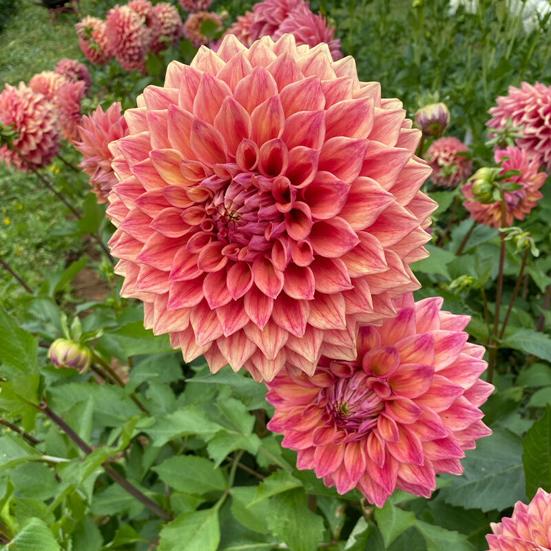 Ellenfarm Dahlias